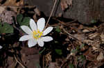 Bloodroot